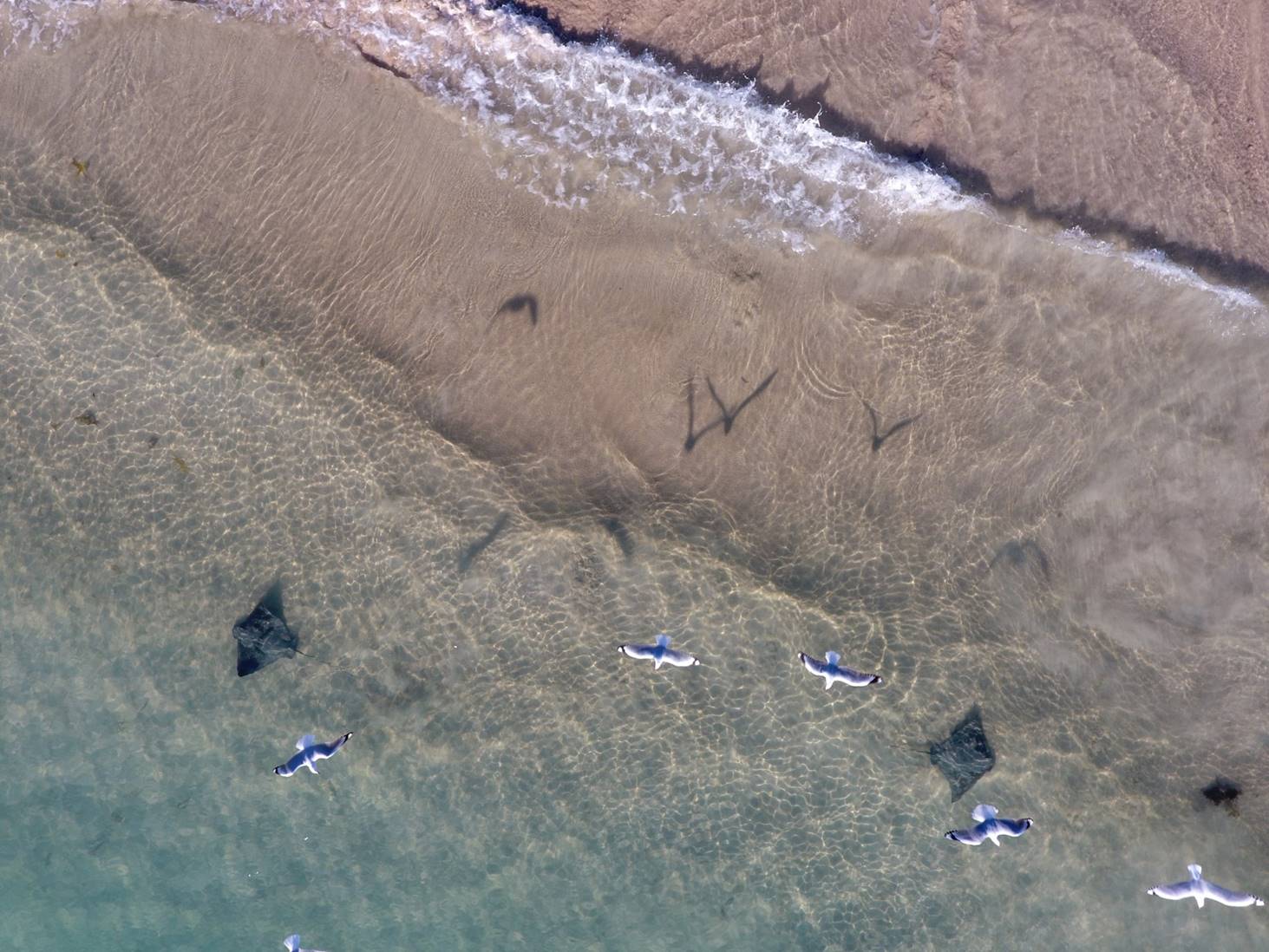 STINGRAYS AND SEAGULLS